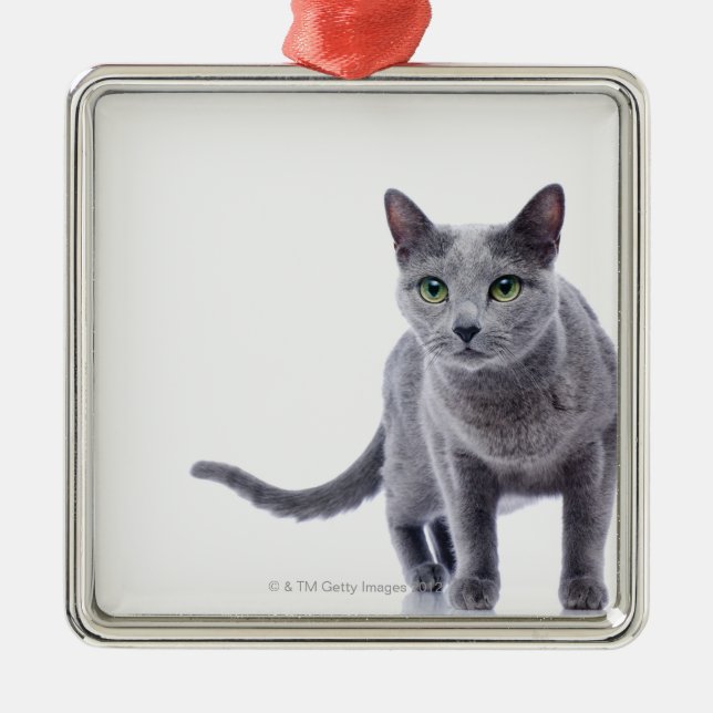 Russische blaue Katze Silbernes Ornament (Vorne)