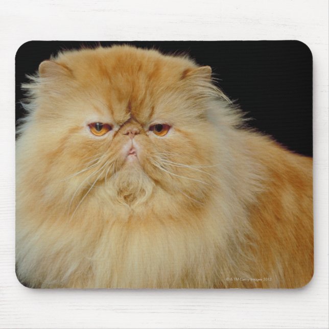 Russische Langhaarkatze Mousepad (Vorne)
