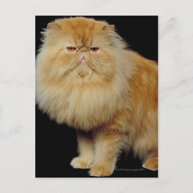 Russische Langhaarkatze Postkarte (Vorderseite)