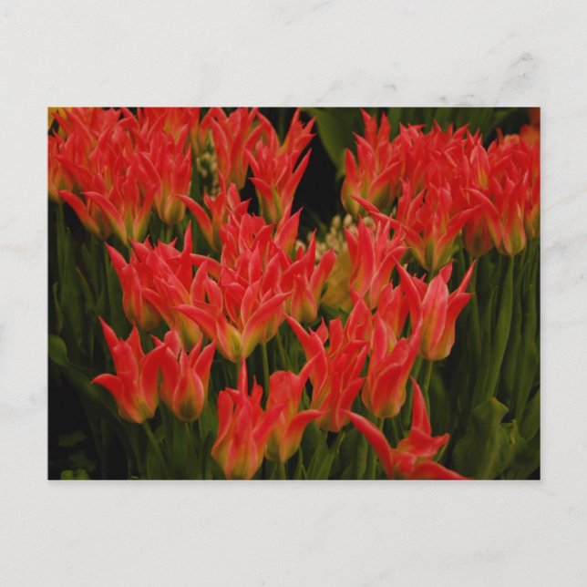 Russische Romantik Postkarte (Vorderseite)