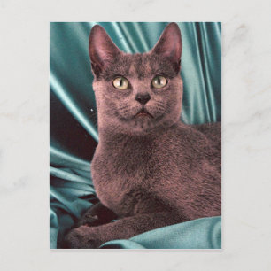 Russisches Blau Postkarte