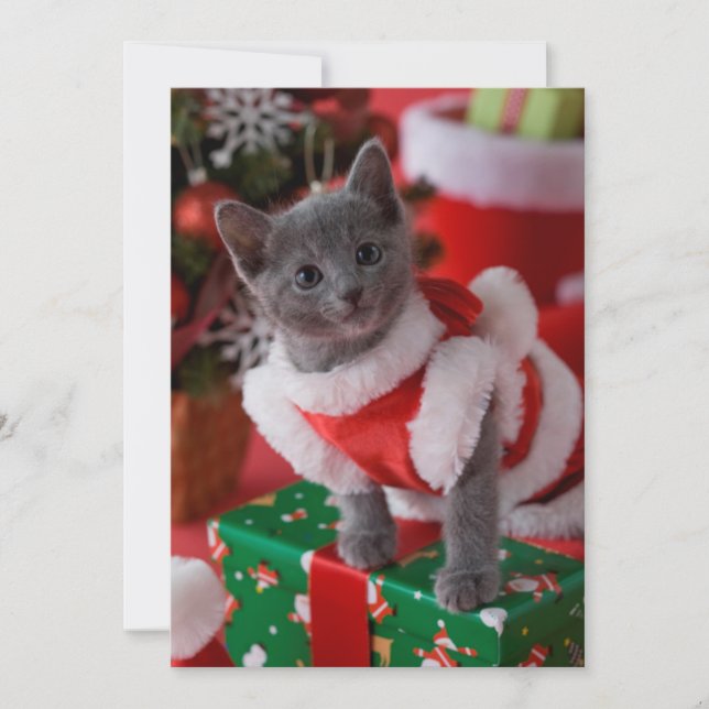 Russisches Blue Kitten und Weihnachten 2 (Vorderseite)