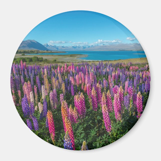 Russle Lupines am Tekapo-See | Neuseeland Magnet (Vorne)