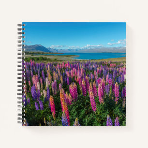 Russle Lupines am Tekapo-See   Neuseeland Notizbuch