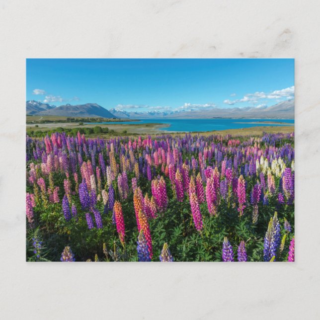 Russle Lupines am Tekapo-See | Neuseeland Postkarte (Vorderseite)