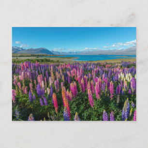 Russle Lupines am Tekapo-See   Neuseeland Postkarte