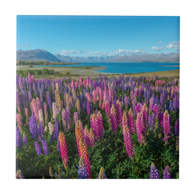 Russle Lupines in See Tekapo | Neuseeland Fliese (Vorderseite)