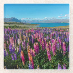 Russle Lupines in See Tekapo   Neuseeland Glasuntersetzer