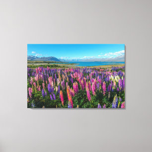 Russle Lupines in See Tekapo   Neuseeland Leinwanddruck