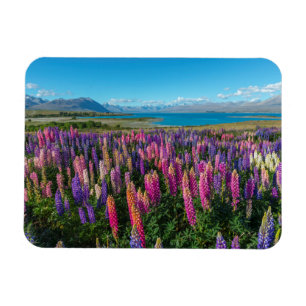 Russle Lupines in See Tekapo   Neuseeland Magnet