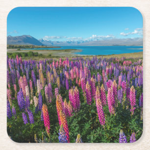 Russle Lupines in See Tekapo   Neuseeland Rechteckiger Pappuntersetzer