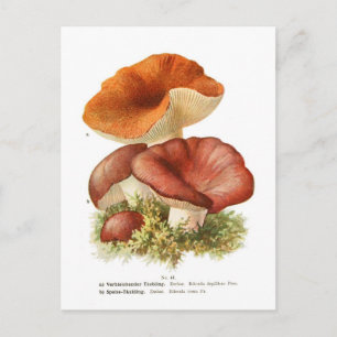 Russula depallens & R.vesca Postkarte