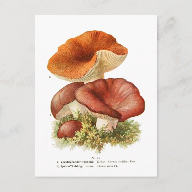 Russula depallens & R.vesca Postkarte (Vorderseite)