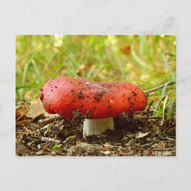 Russula Emetica Postcard Postkarte (Vorderseite)