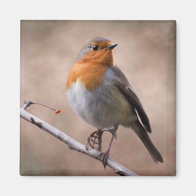 Rustic Robin Magnet (Vorne)