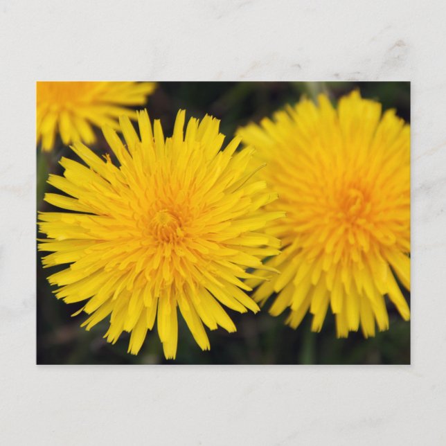 Rustikal-Gelber Löwenzahn Blume Postkarte (Vorderseite)