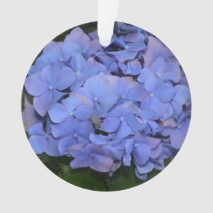 Rustikale Hortensie Hydrangea macrophylla  Ornament
