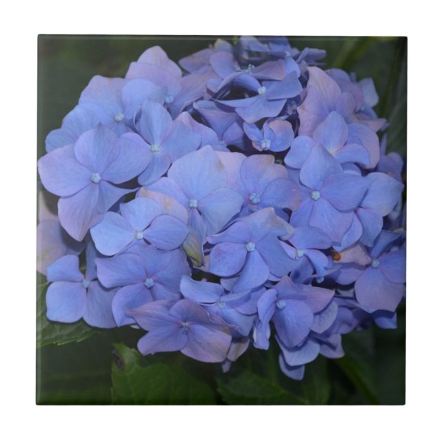 Rustikale Lila Hydrangea makrophylla Fliese (Vorderseite)
