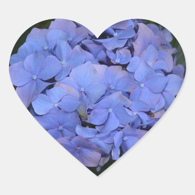 Rustikale Lila Hydrangea makrophylla Herz-Aufkleber (Vorderseite)