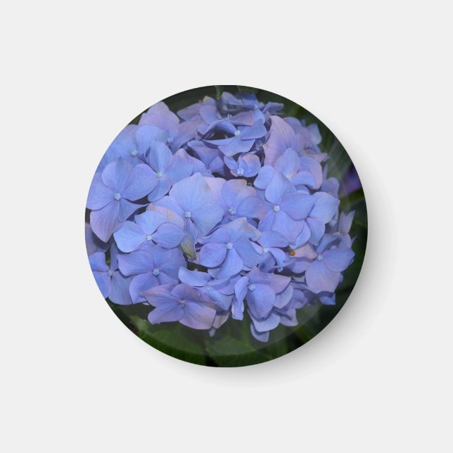 Rustikale Lila Hydrangea makrophylla Magnet (Vorne)