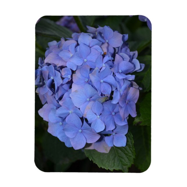 Rustikale Lila Hydrangea makrophylla Magnet (Vertikal)