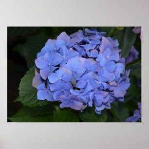 Rustikale Lila Hydrangea makrophylla Poster