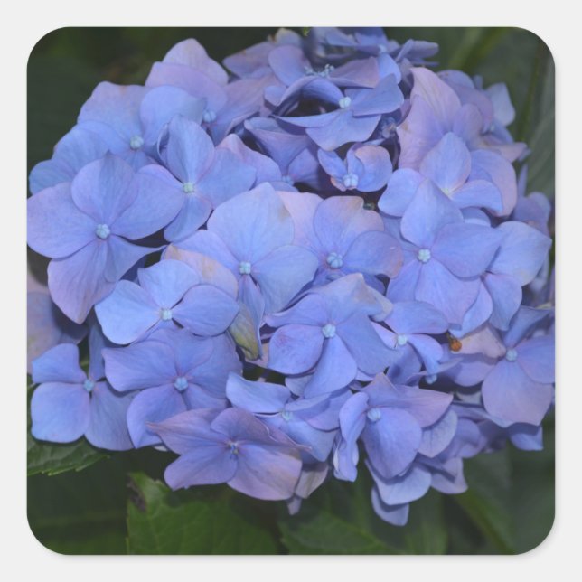Rustikale Lila Hydrangea makrophylla Quadratischer Aufkleber (Vorderseite)