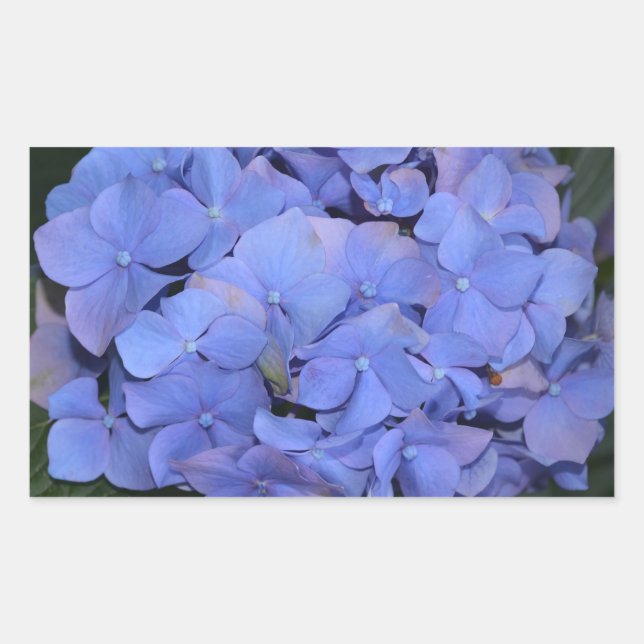 Rustikale Lila Hydrangea makrophylla Rechteckiger Aufkleber (Vorderseite)
