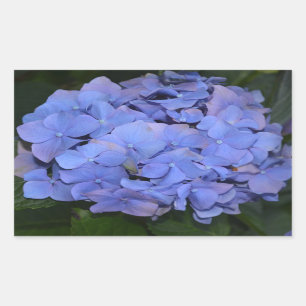 Rustikale Lila Hydrangea makrophylla Rechteckiger Aufkleber