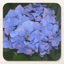 Rustikale Lila Hydrangea makrophylla