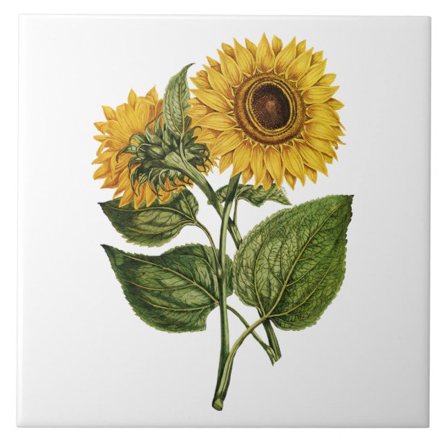 Rustikale Sonnenblumen-Dekoration Fliese (Vorderseite)