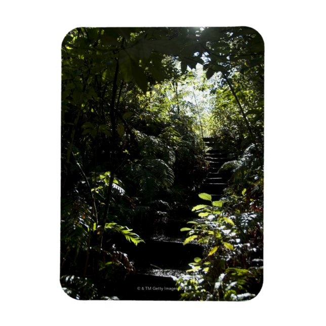 Rustikale Treppe/Fußweg im Wald, Sonnenlicht Magnet (Vertikal)