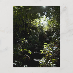 Rustikale Treppe/Fußweg im Wald, Sonnenlicht Postkarte