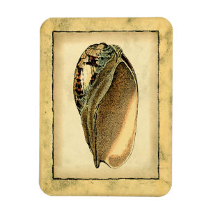 Rustikale Vintage Meeresmuschel Magnet