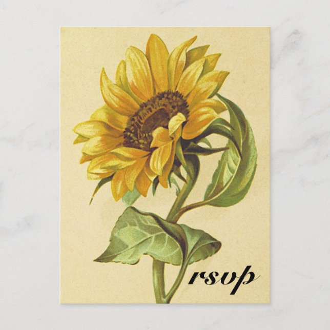 Rustikale Vintage Sonnenblume "uAwg" Postkarte (Vorderseite)