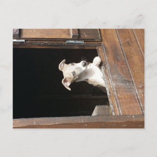 Rustikale Whippet Postkarte