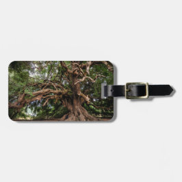 Rustikaler alter Olivenbaum Gepäckanhänger