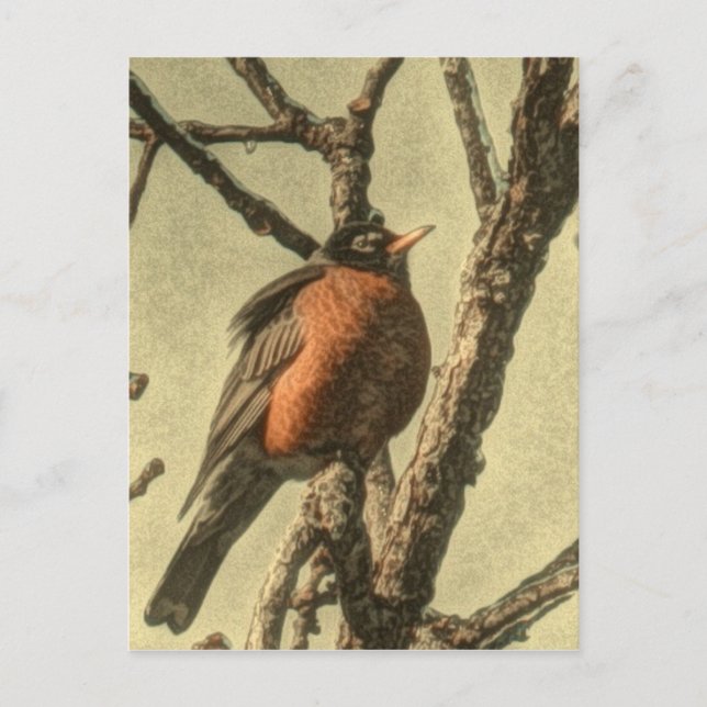 Rustikaler Baum Zweig Michigan Staat Bird Robin Postkarte (Vorderseite)