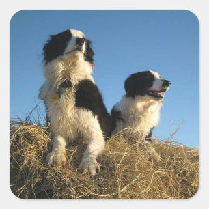 Rustikaler Schwarz-Weiß Border Collie Welpe Hund Quadratischer Aufkleber