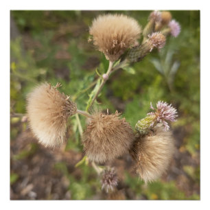 Rustikaler Wildthistel-Botanik-Natur-Fotodruck Poster