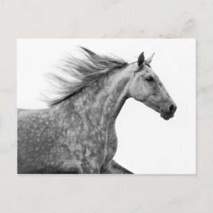 Rustikales Galloping Andalusisches Pferd Postkarte