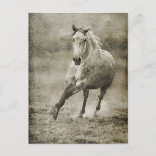 Rustikales Galloping Andalusisches Pferd Postkarte (Vorderseite)
