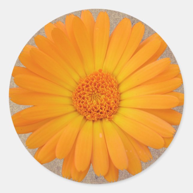 Rustikales Orange Gerber Daisy Round Stickers Sieg (Vorderseite)