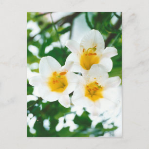 Rüstweiße Lilien - Lilium candidum Postkarte