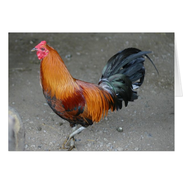 Rusty (Vorderseite (Horizontal))