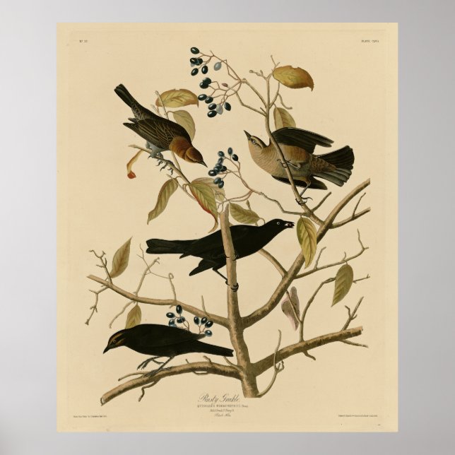 Rusty Grakle (Grackle) Audubons Vögel von Amerika Poster (Vorne)