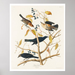 Rusty Grakle von Audubon Poster