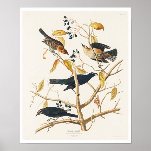 Rusty Grakle von Audubon Poster (Vorne)