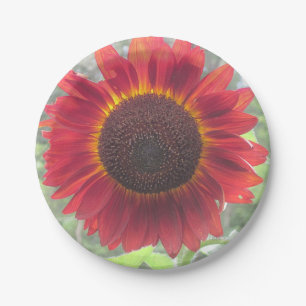 Rusty Sonnenblumenpapierplatte Pappteller