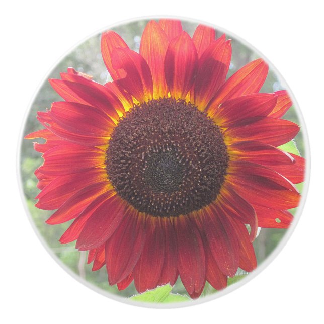 Rusty Sunflower Keramik Knob Keramikknauf (Vorderseite)